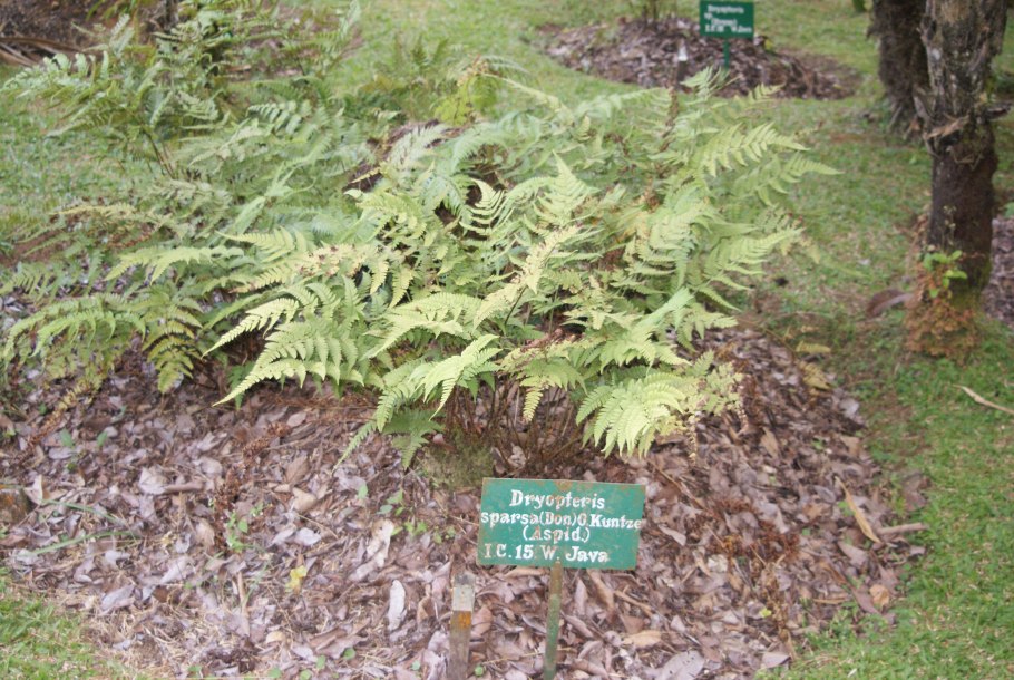 Щитовник(dryopteris) Mexica