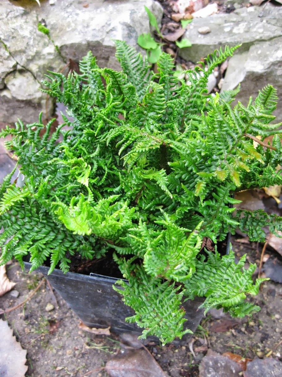 Дриоптерис (Щитовник) Криспа конгеста