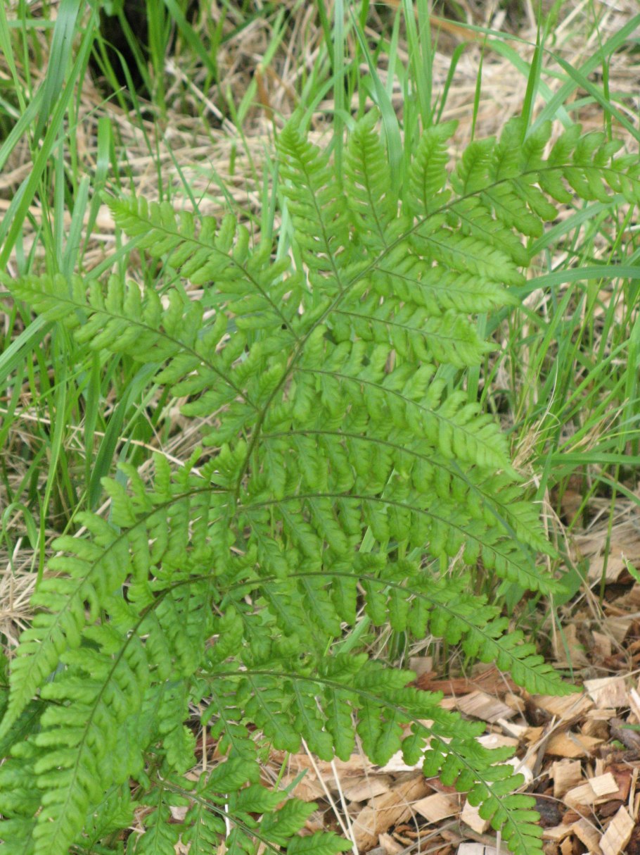 Щитовник гребенчатый - dryopteris cristata