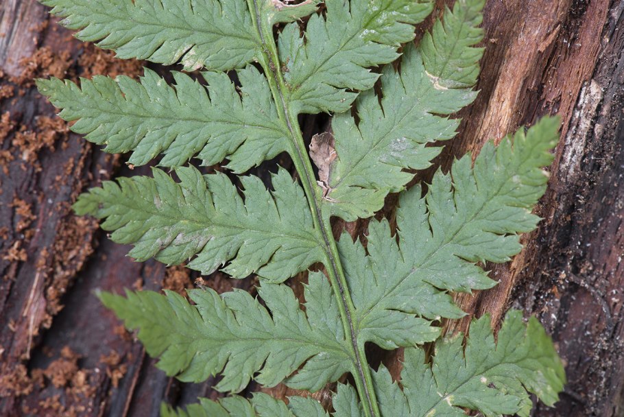 Щитовник dryopteris erythrosora