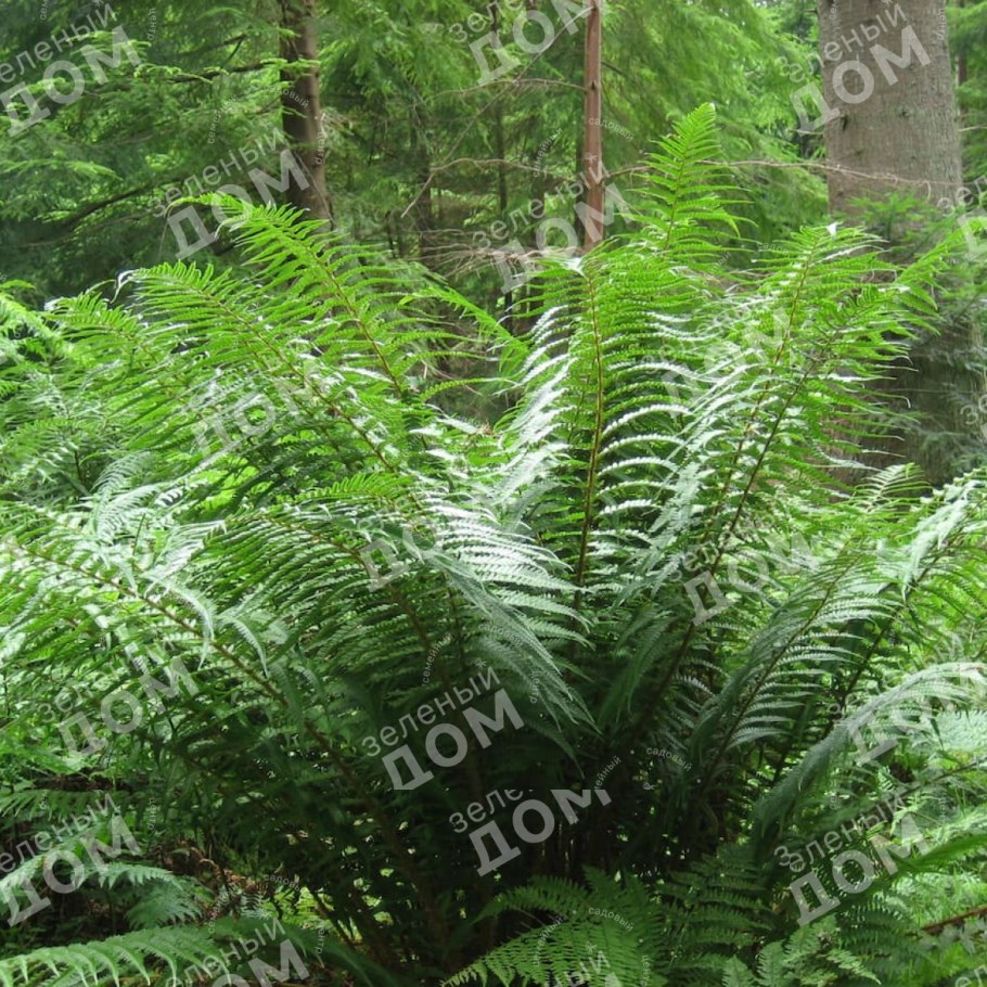 Dryopteris filix-mas linearis polydactyla