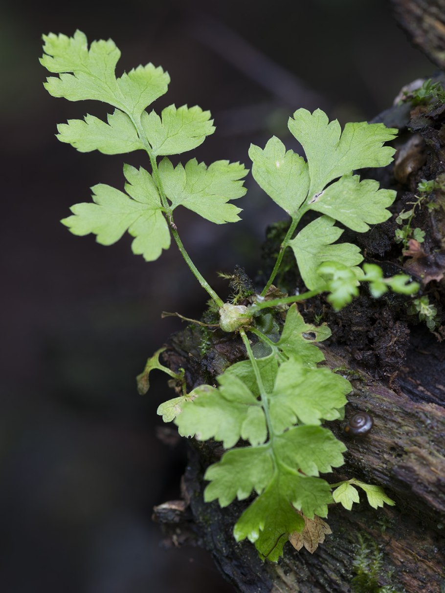 Щитовник crispa cristata