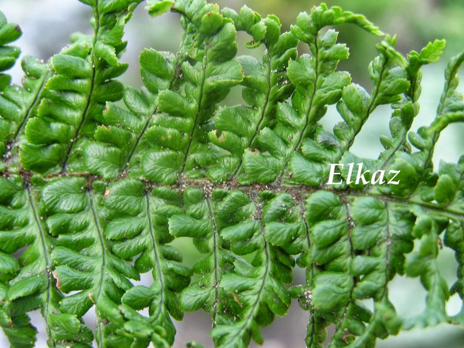 Dryopteris expansa (c. Presl) Fraser-Jenkins & Jermy