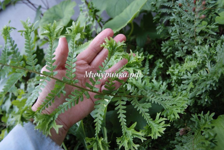 Щитовник гребенчатый