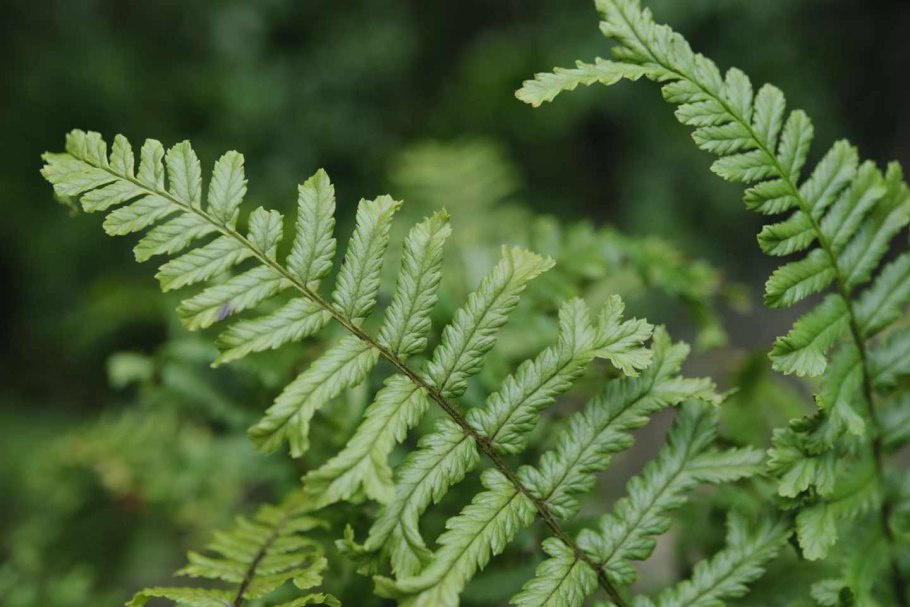 Dryopteris stewartii