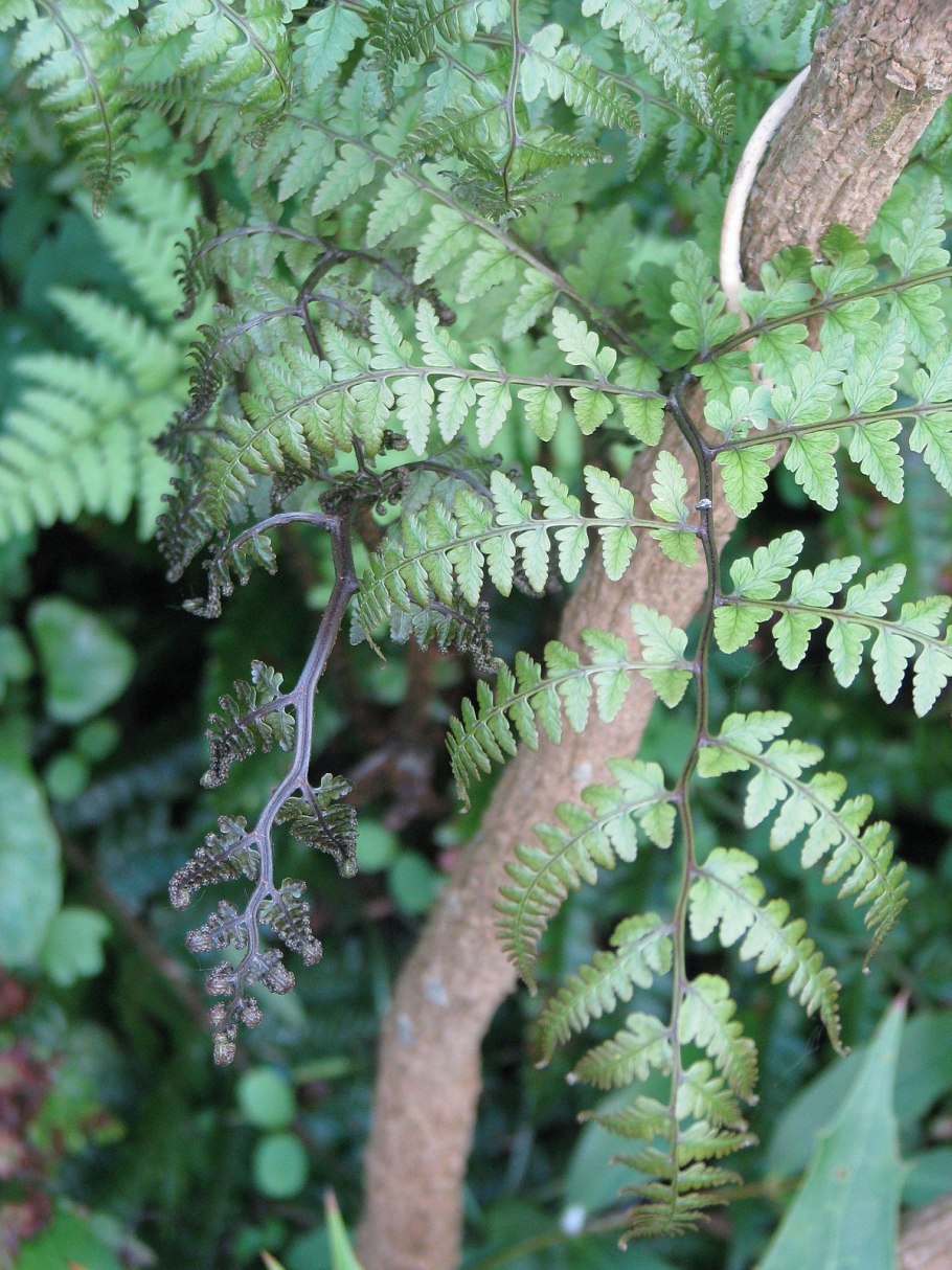 Dryopteris Goldiana