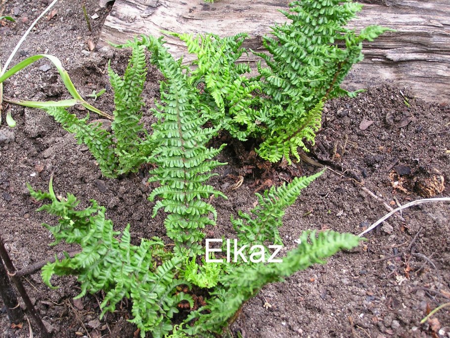 Dryopteris affinis angustata crispa