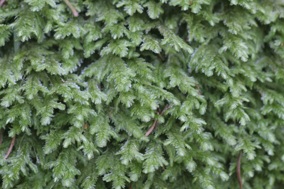 Щитовник Зибольда