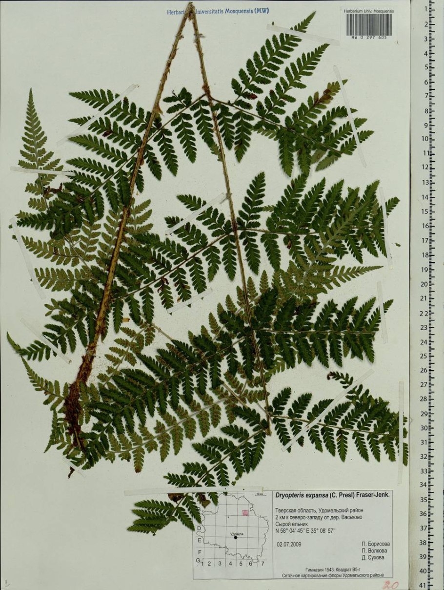 Папоротник Кристата Кинг