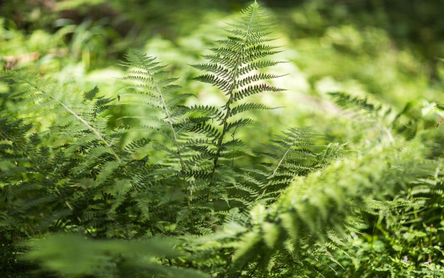 Папоротник dryopteris palmata