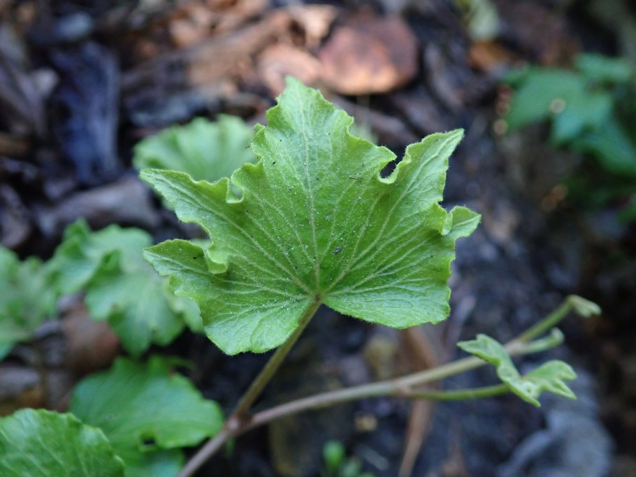 Папоротник dryopteris affinis