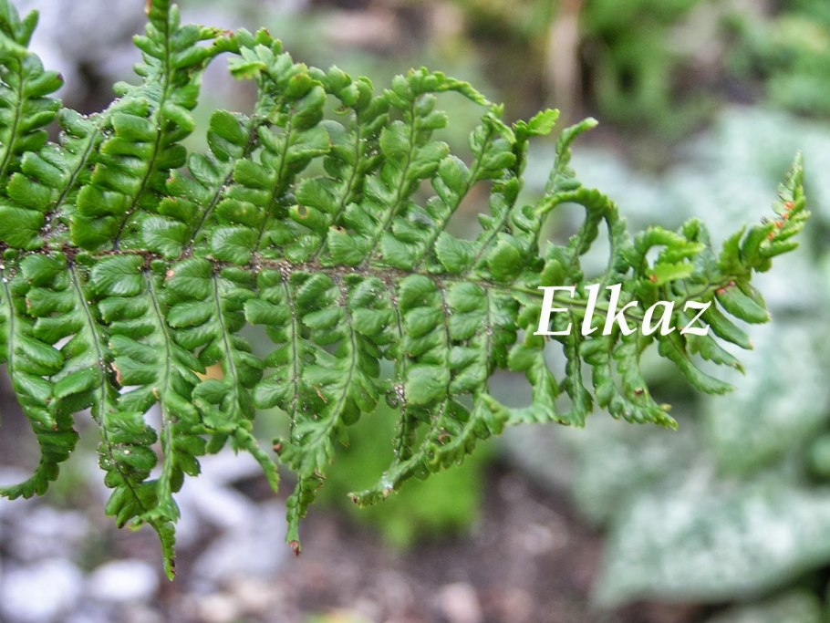 Dryopteris affinis 'crispa congesta'