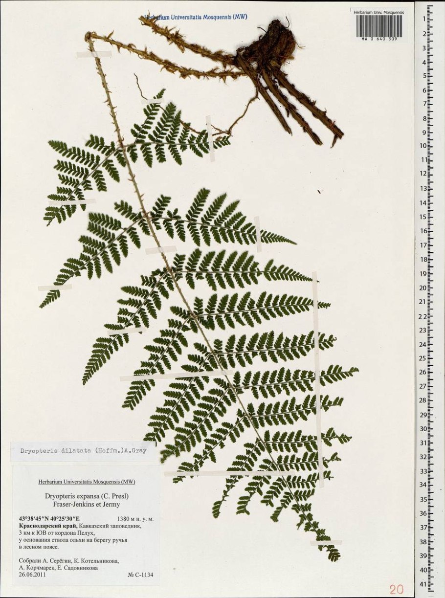 Папоротник dryopteris affinis