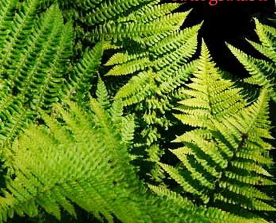 Dryopteris affinis 'crispa'