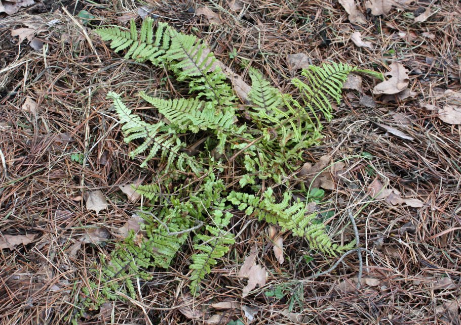 Папоротник Кристата Кинг