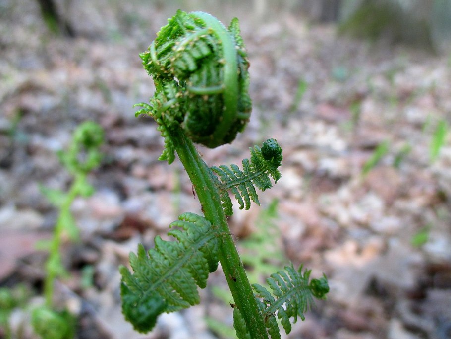 Piperita 'crispa' имеет морщинистые листья