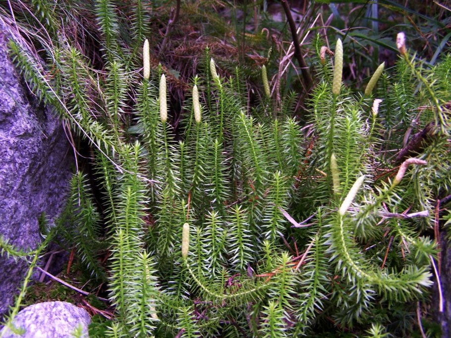 Lycopodium d12