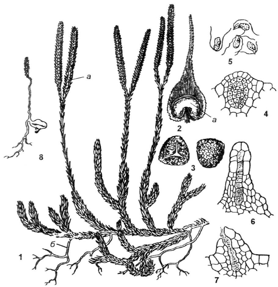 Плауны хвощи папоротники