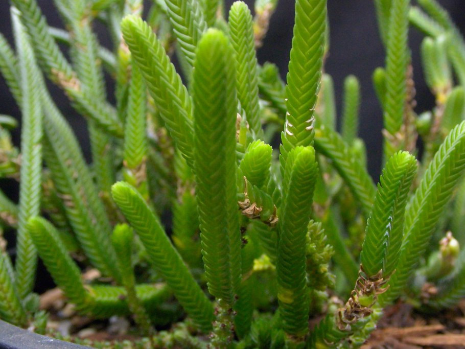 Плаун булавовидный (Lycopodium clavatum)