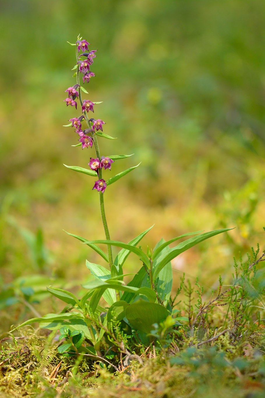 Дремлик Epipactis gigantea