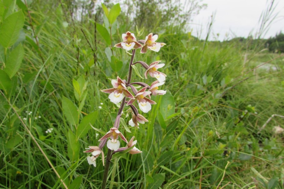 Дремлик темно-красный (Epipactis atrorubens)