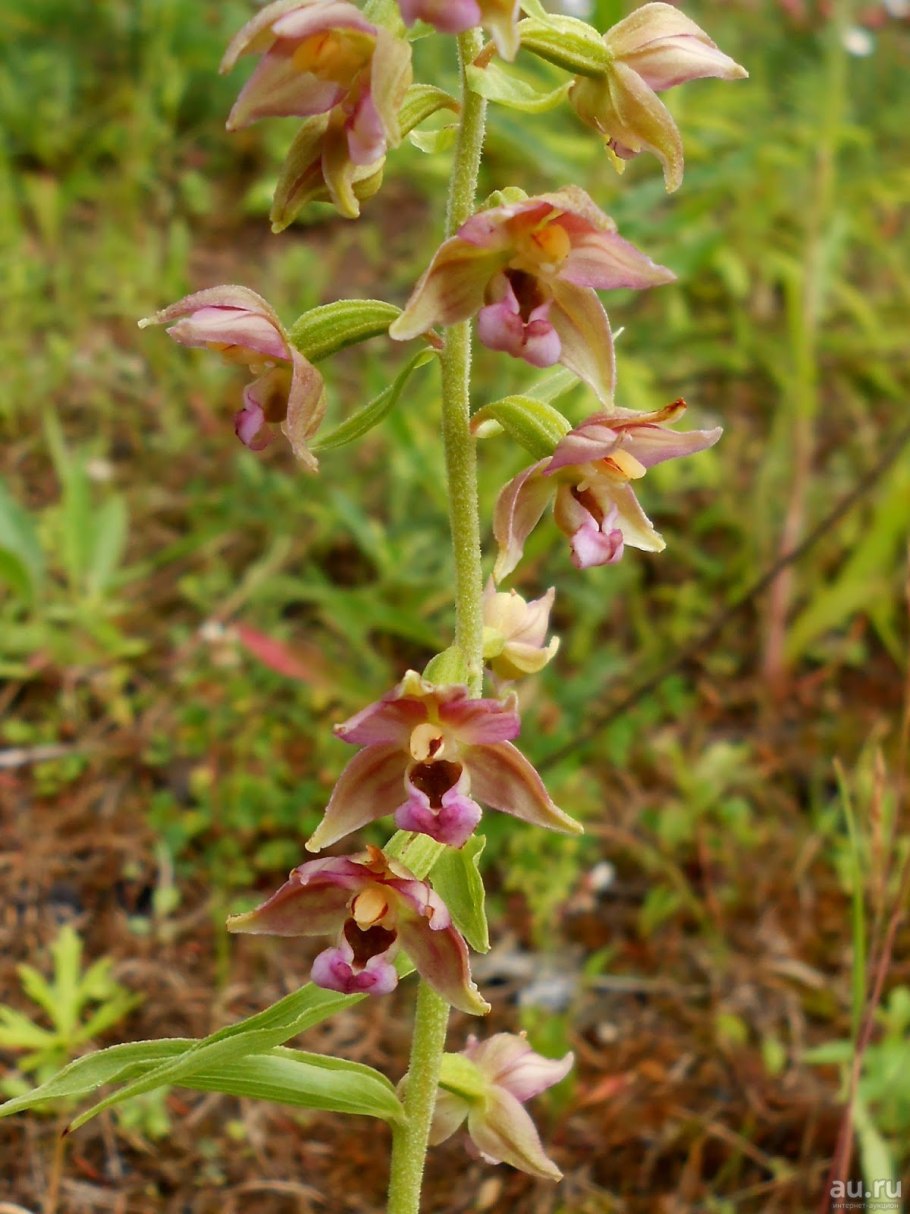 Дремлик Epipactis gigantea
