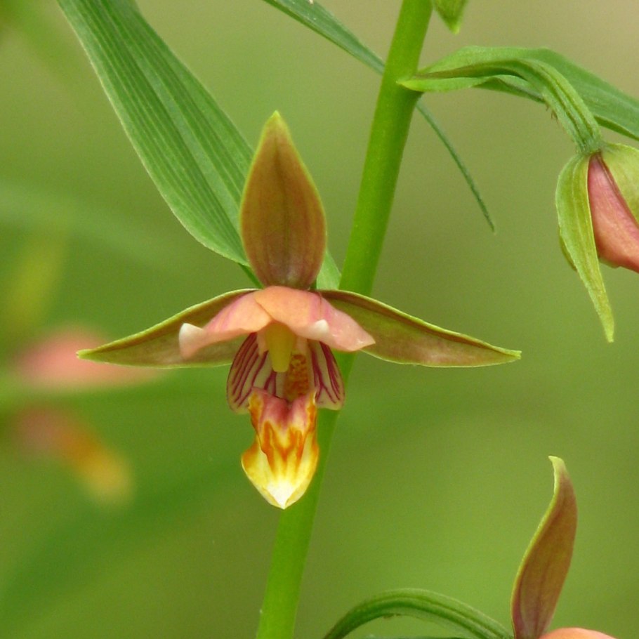 Дремлик зимовниковый – Epipactis helleborine