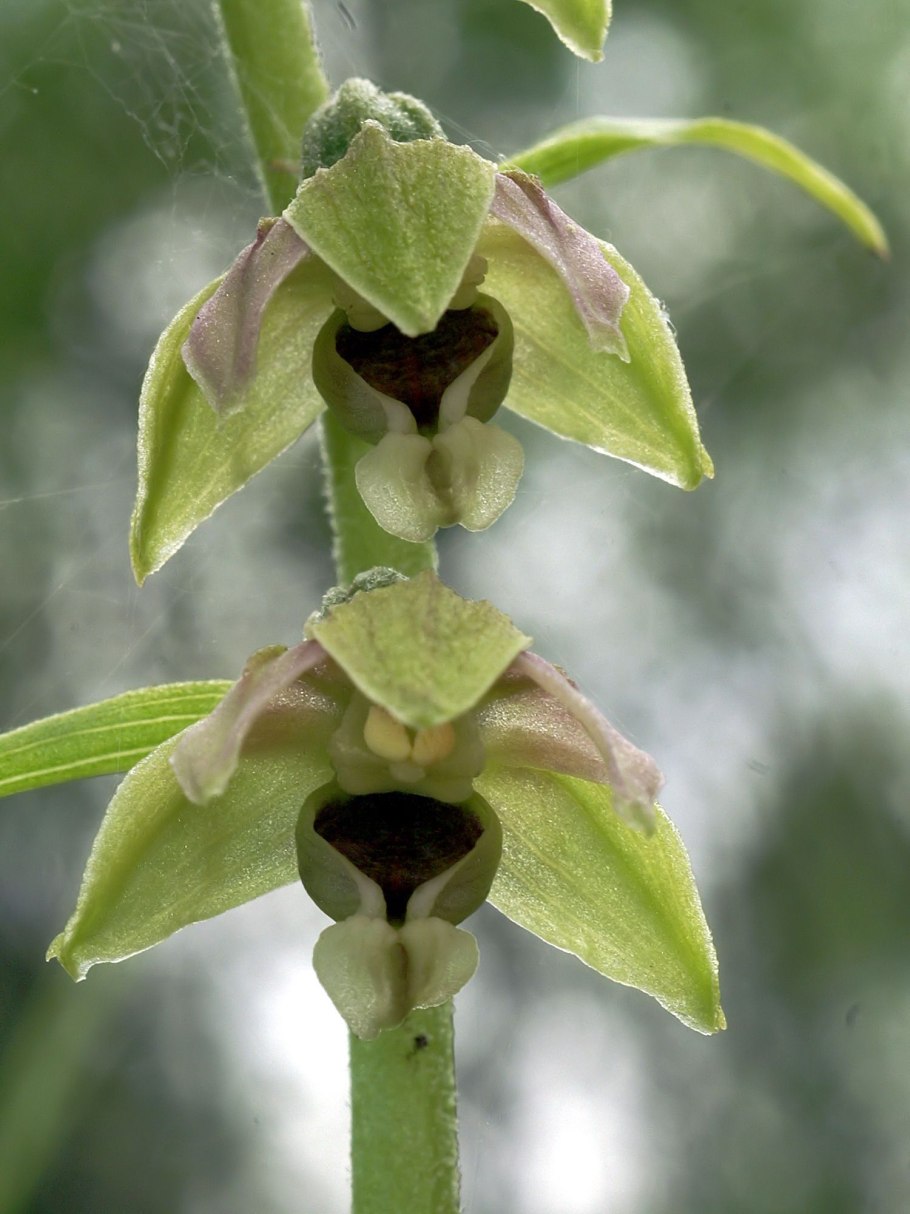Дремлик Сабина Epipactis Sabine
