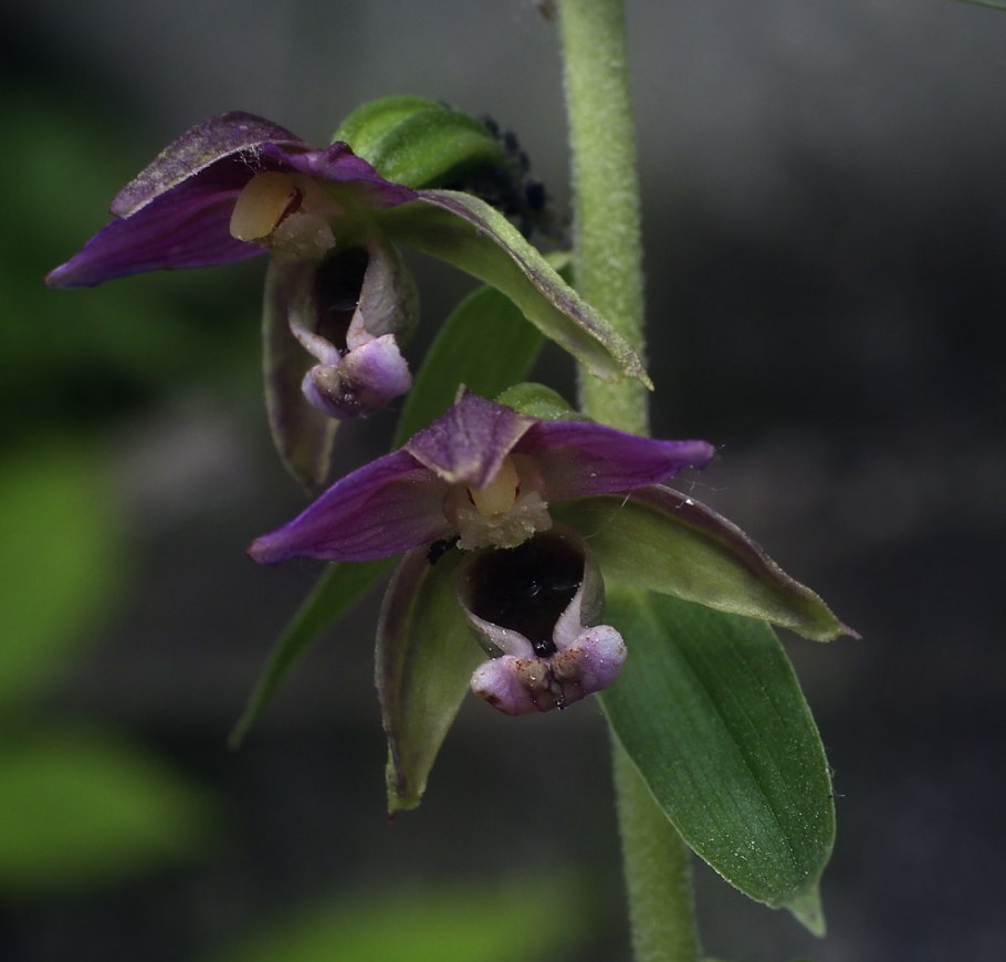 Дремлик зимовниковый – Epipactis helleborine