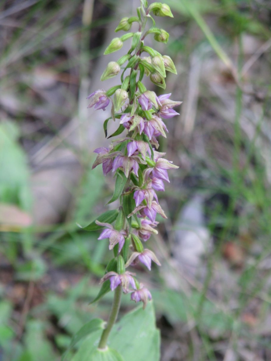 Дремлик зимовниковый – Epipactis helleborine