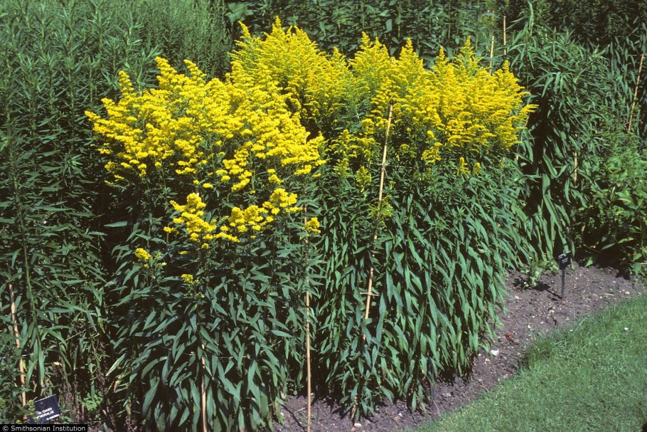Золотарник . . . . . С3. . . , Solidago