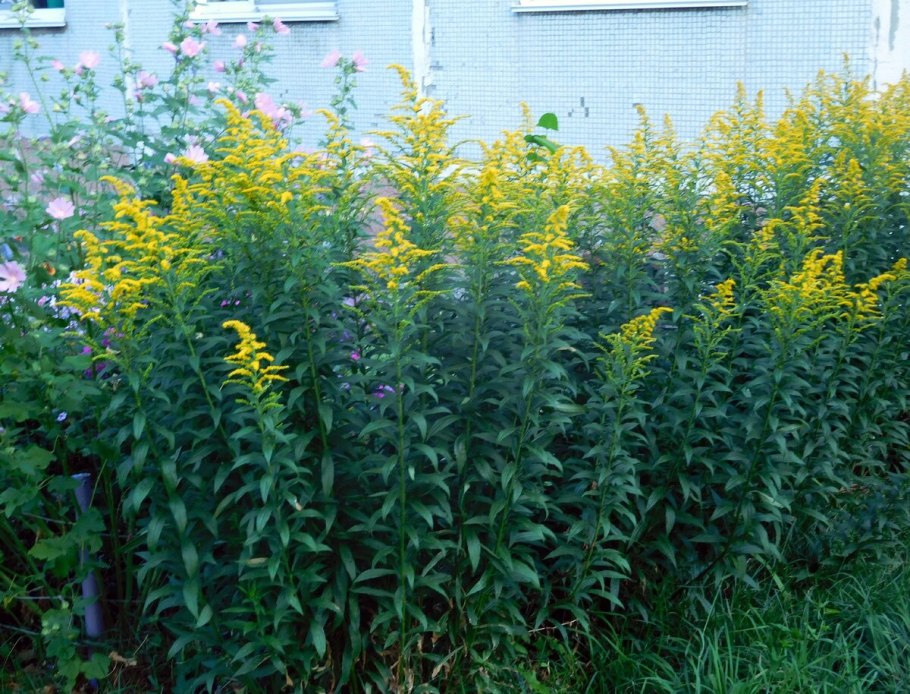 Solidago missouriensis