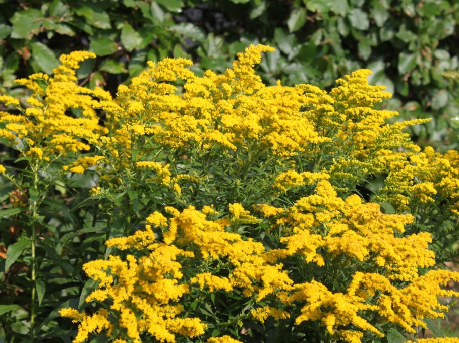 Золотарник Даурский