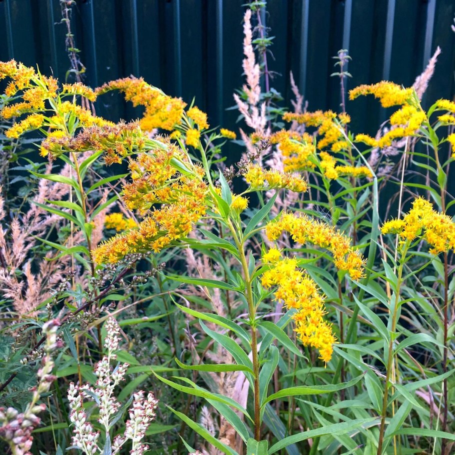 Золотарник Голден Дварф