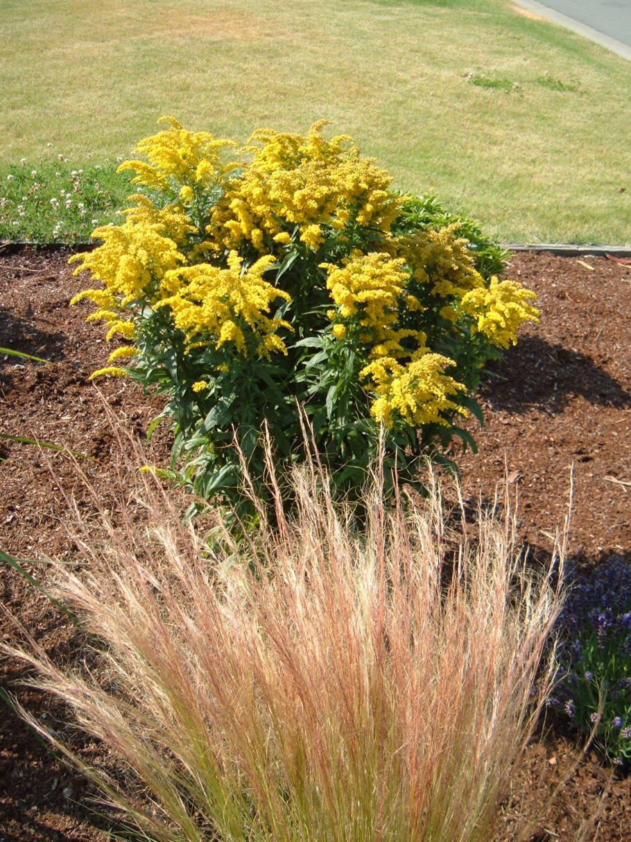 Золотарник на клумбе