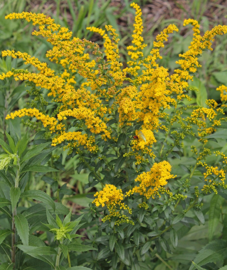 Солидаго Голден Дварф