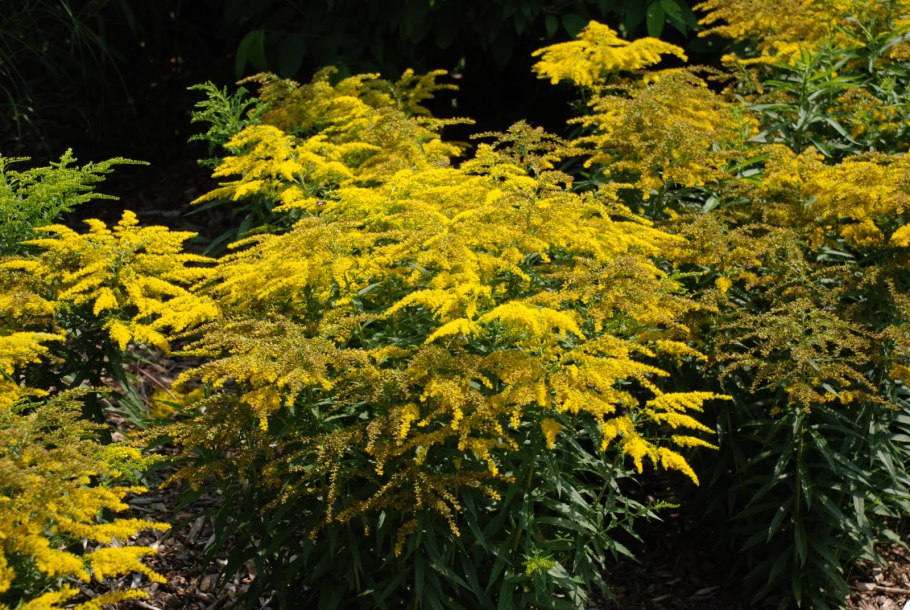 Solidago / солидаго, золотарник ’Strahlenkrone’