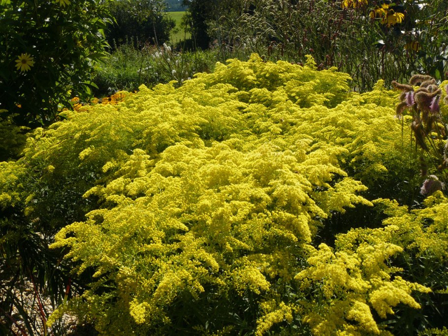Золотарник гибридный солидаго
