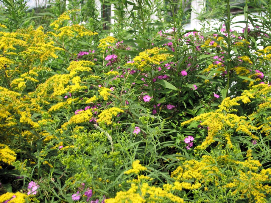 Золотарник канадский (Solidago canadensis)