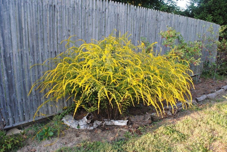 Золотарник солидаго