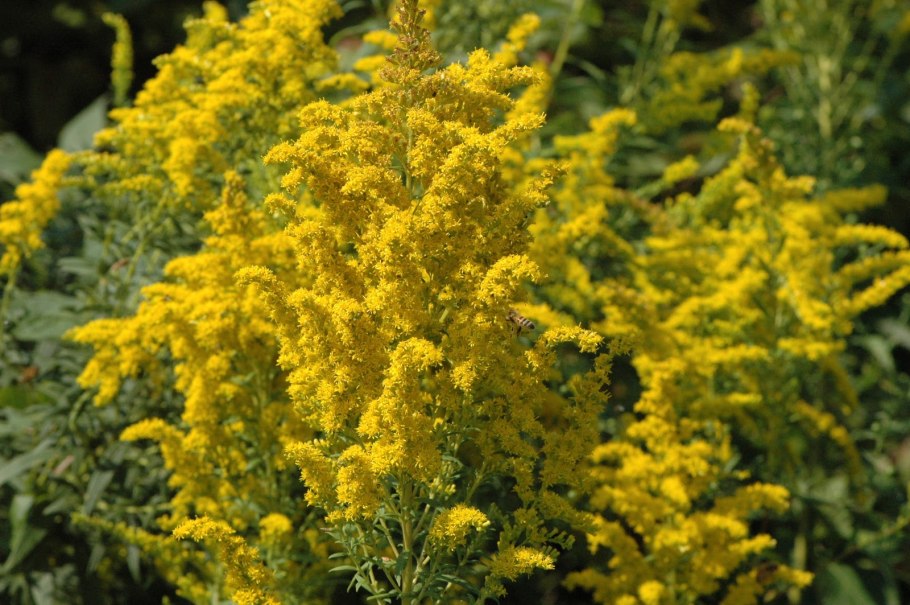 Золотарник "Hiddigeigei" (Solidago)