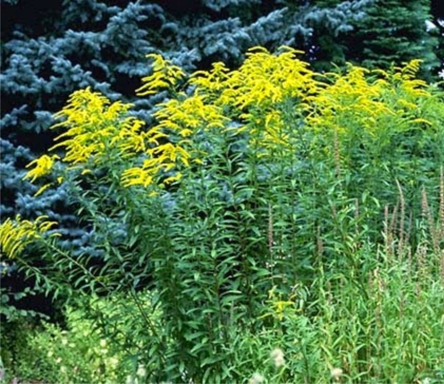 Золотарник солидаго