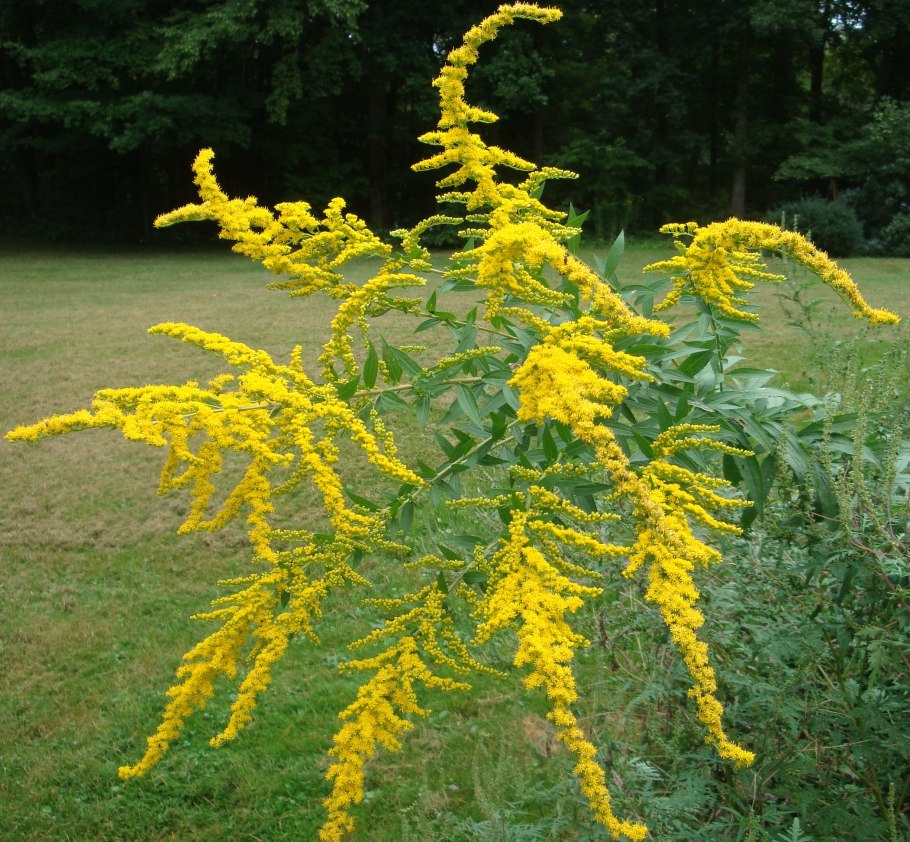 Солидаго канадское Patio