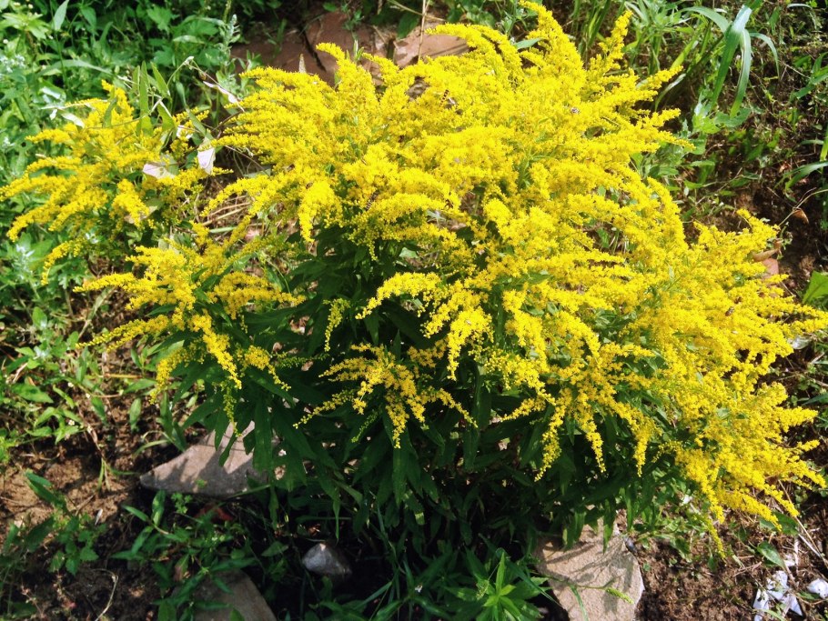 Золотарник (солидаго) "Жозефина"