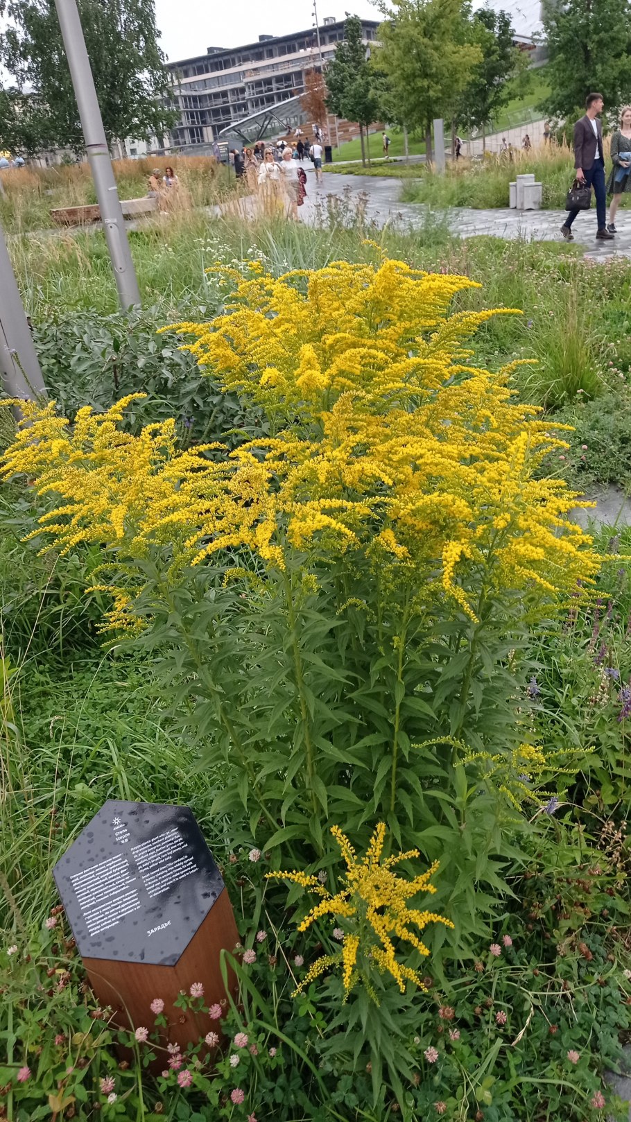 Золотарник солидаго