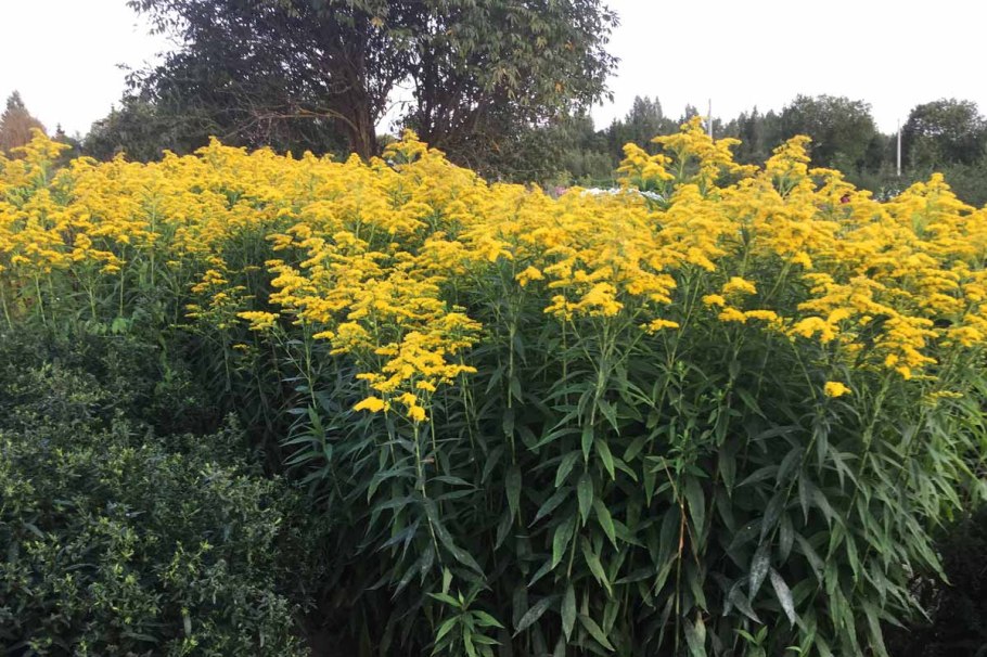 Золотарник солидаго миксбордер