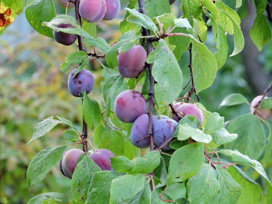 Слива Уссурийская Уральские зори