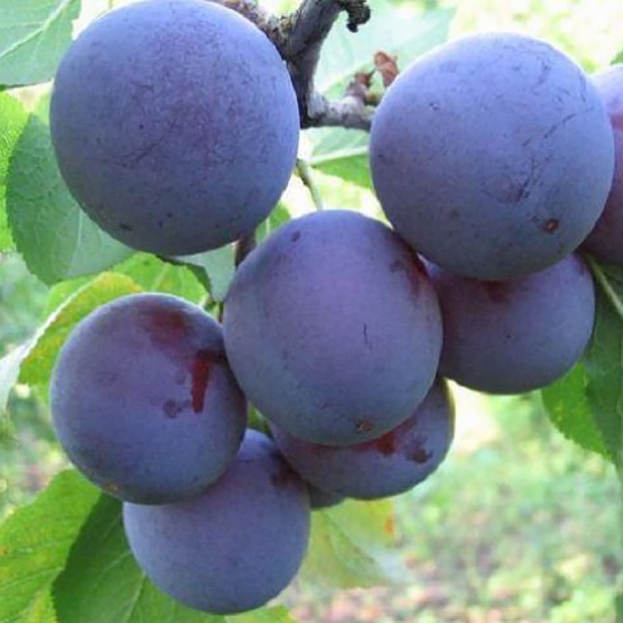 Сорт сливы Амерс