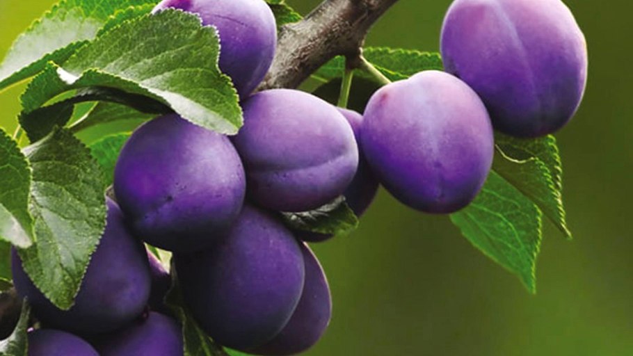 Алыча Кубанская Комета саженец