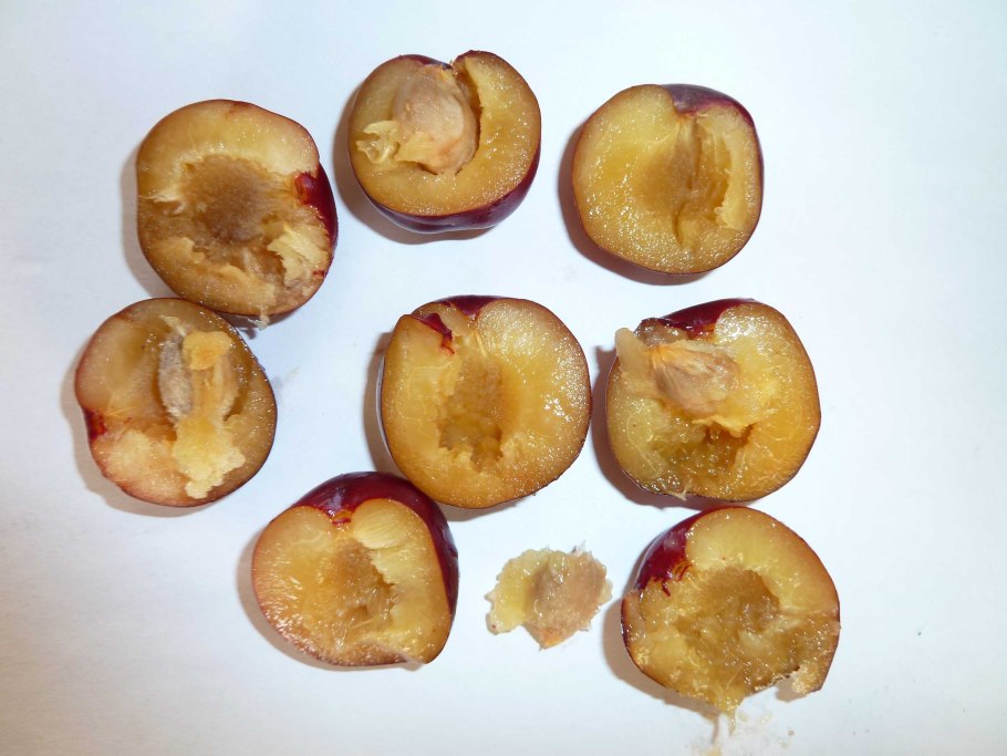 Слива Аленушка саженец